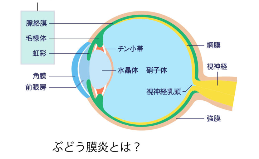 治療後の回復と見通し