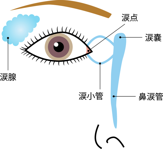 前部眼瞼炎とは | 鼻性眼窩内合併症の臨床的特徴と視力予後 – PRAWM