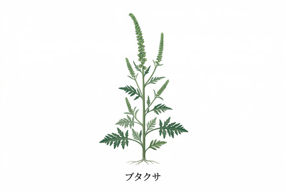 ブタクサの花粉を示した季節性アレルギー性結膜炎向けイラスト