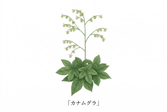 カナムグラの花粉を示した季節性アレルギー性結膜炎向けイラスト