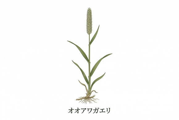 オオアワガエリの花粉を示した季節性アレルギー性結膜炎向けイラスト