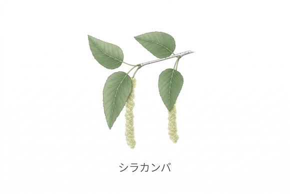 シラカンバの花粉を示した季節性アレルギー性結膜炎向けイラスト